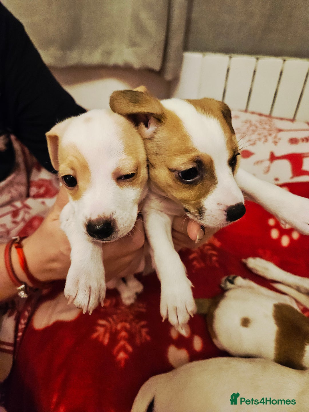 Jack Russell dogs for sale: LOVELY JACK RUSSELL PUPPIES FOR SALE. - Advert 7