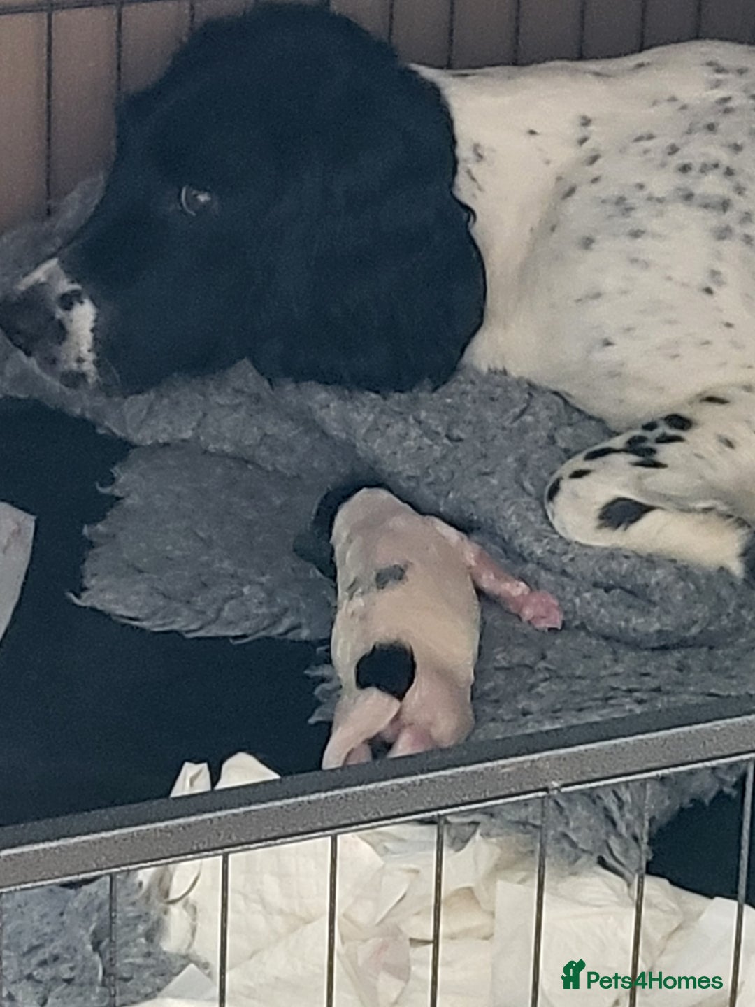English Springer Spaniel dogs for sale: Two black and white and one liver and white - Image 8