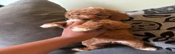 Miniature Poodle dogs for sale: 5 beautiful miniature poodles  - Advert 3