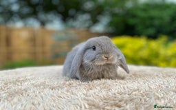 Mini Lop rabbits for sale: Baby Mini Lops For Sale - Image 3