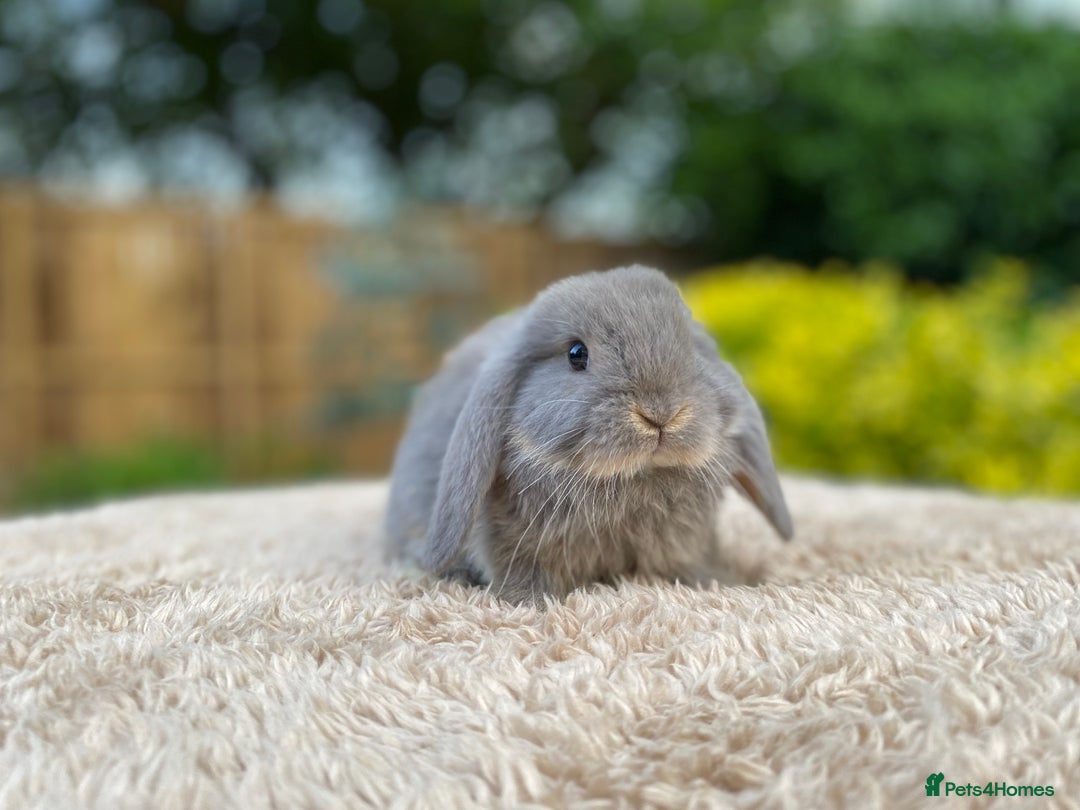 Mini Lop rabbits for sale: Baby Mini Lops For Sale - Image 3