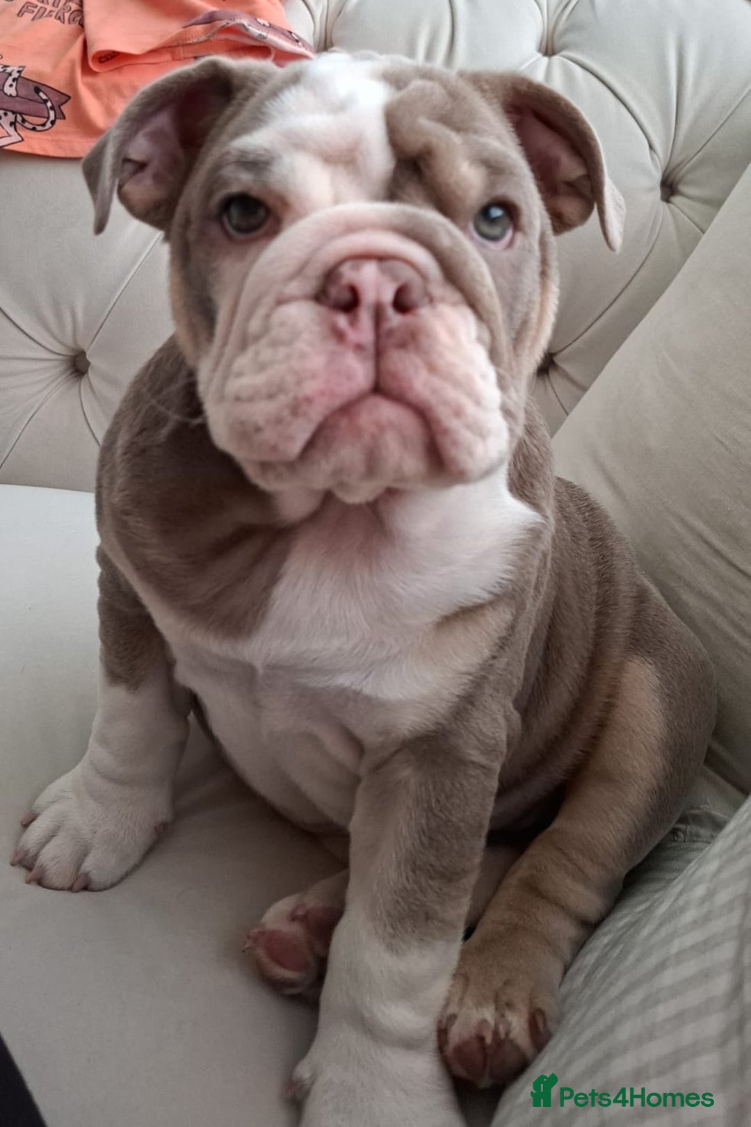 English Bulldog dogs for sale: 4 Month old, British Bulldog - Image 7