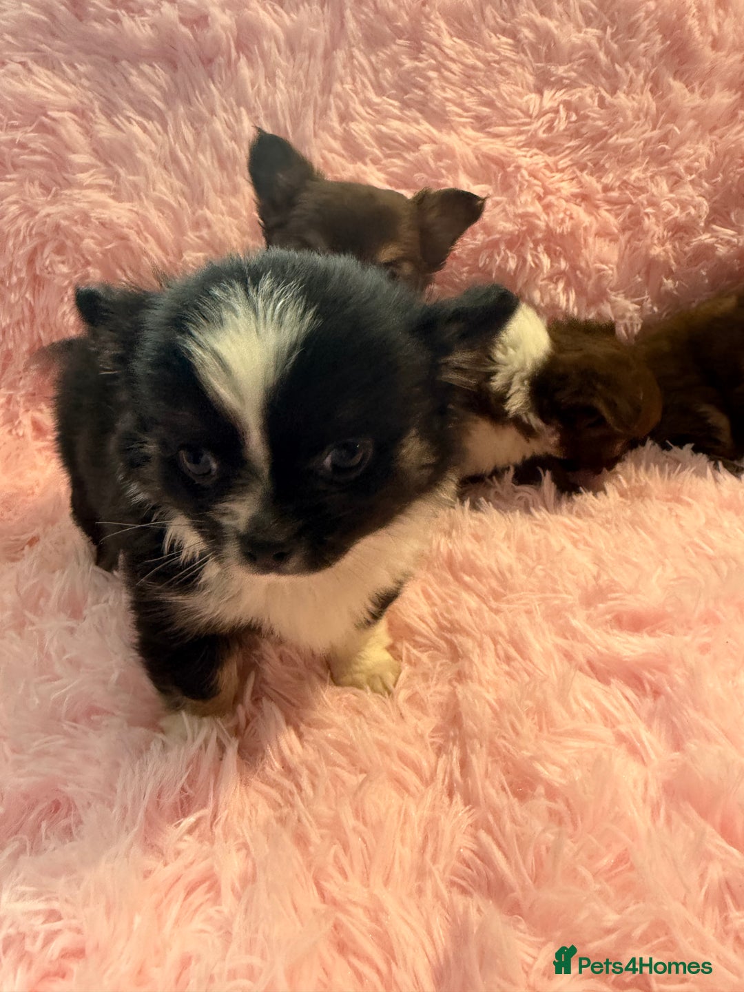 Chihuahua dogs for sale: Beautiful litter of four l/c CHIHUAHUAS READY NOW! - Advert 21