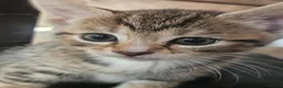 Mixed Breed cats for sale: Mix breed kittens mum is bengal cross - Advert 35