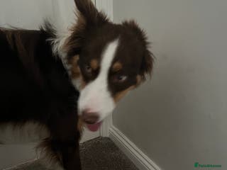 Border Collie dogs Chocolate, tan and white pedigree border collie - Advert 1