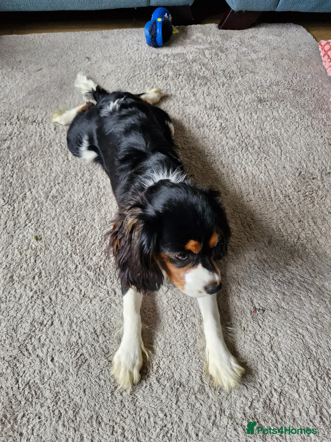 Cavalier King Charles Spaniel dogs for sale: 8 month Cavalier King Charles for Sale in Chesterfield - Advert 2