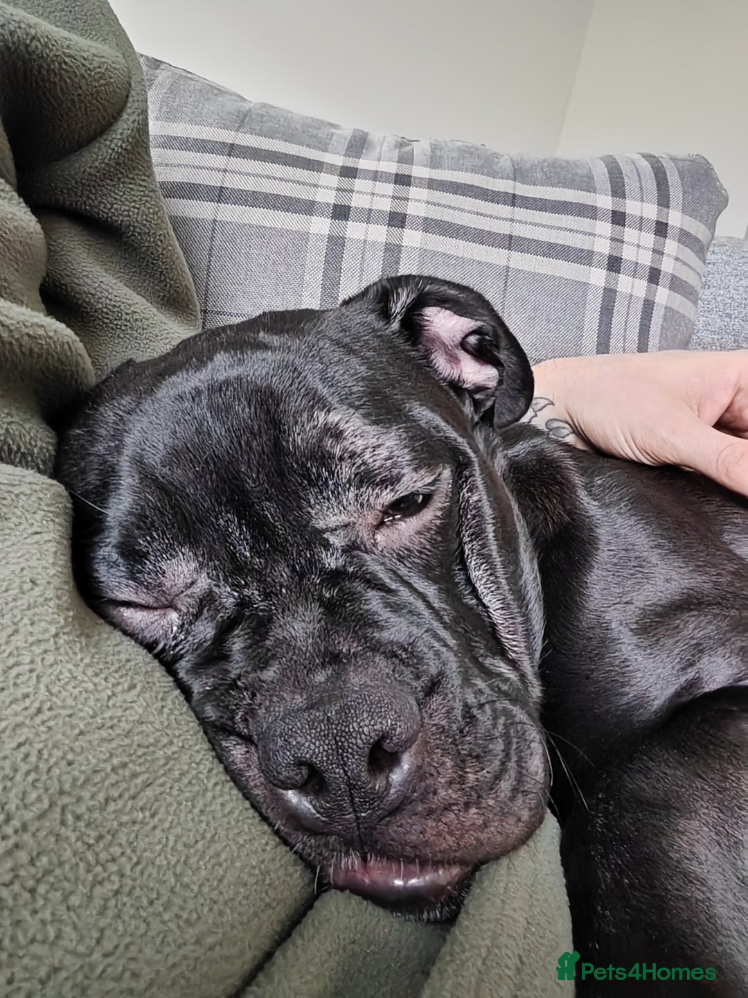 Mixed Breed dogs for sale: Mickey 🐕 - Advert 3