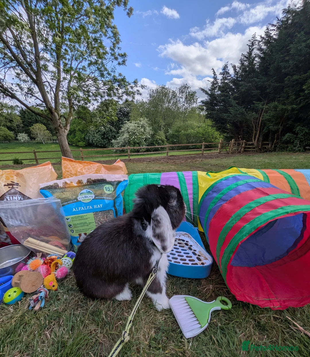 English Lop rabbits for sale: Adorable young male English lop in Towcester - Advert 1