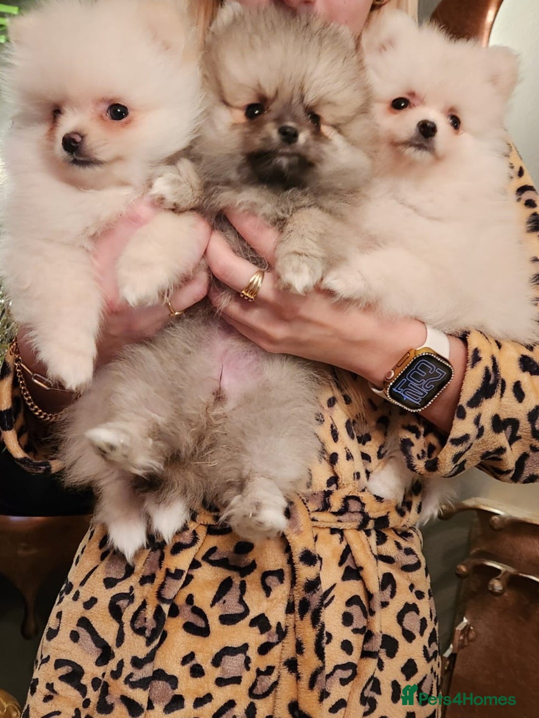 Pomeranian dogs for sale: K C registered beautiful Pomeranians - Advert 3