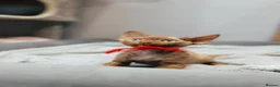 Devon Rex cats for sale: Adorable GCCF Registered Devon Rex Kittens - Advert 11