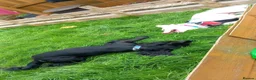 Sprocker dogs for stud: Outstanding Black Sprocker Spaniel for Stud in Yeovil - Advert 16