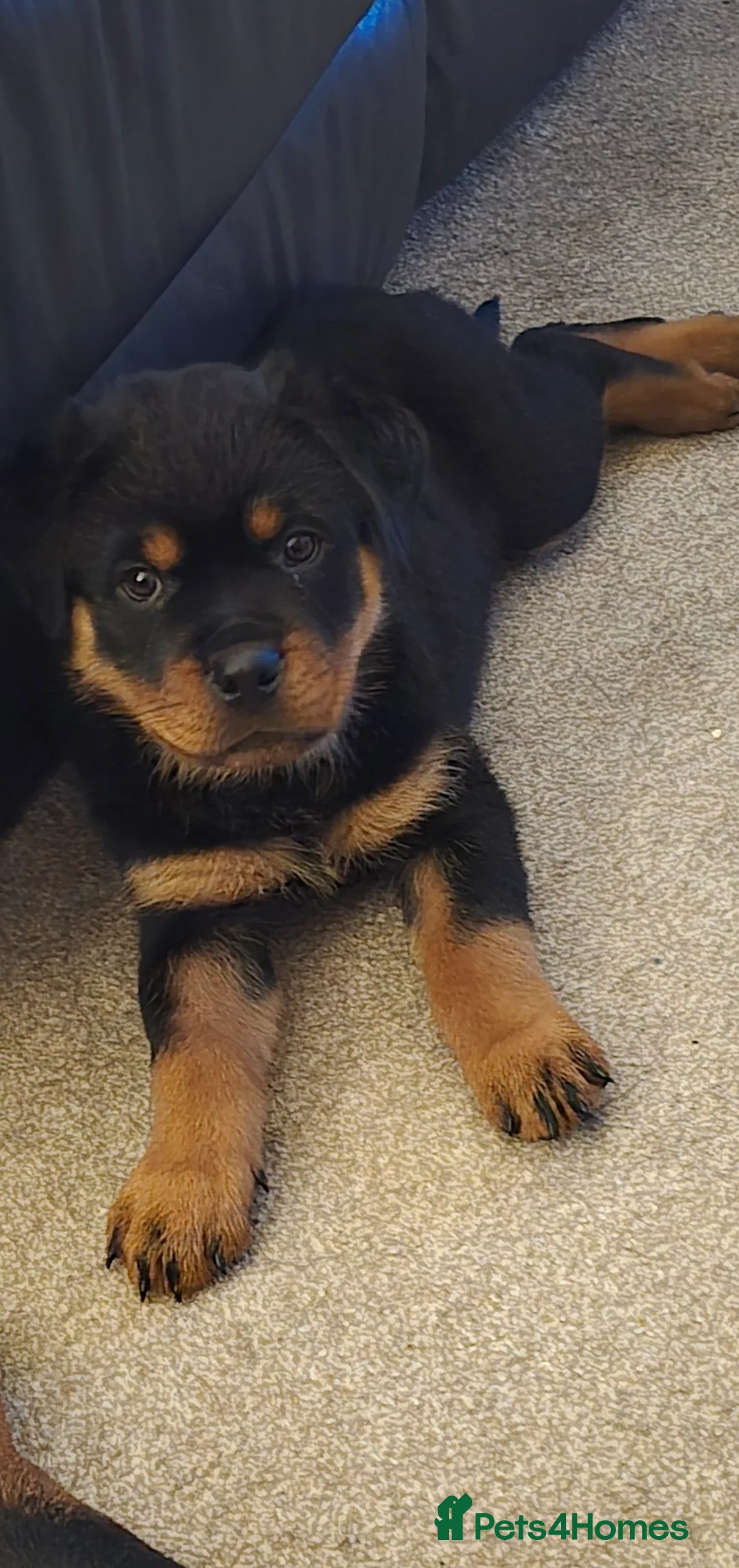 Rottweiler dogs for sale: Male Rottweiler pups for sale  in Stockport - Advert 2