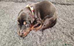 Dobermann dogs for sale: Top line doberman puppies - Image 5