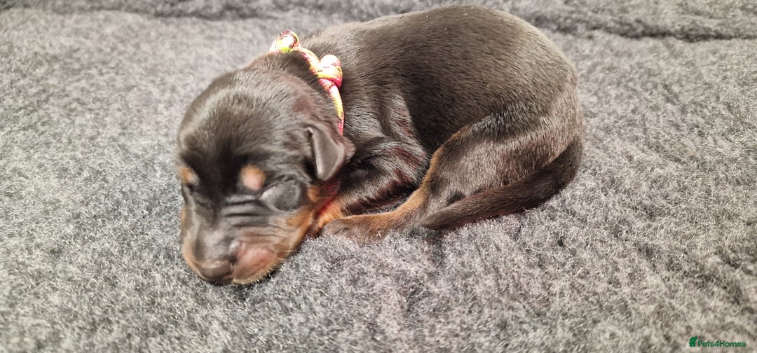 Dobermann dogs for sale: Top line doberman puppies - Image 5