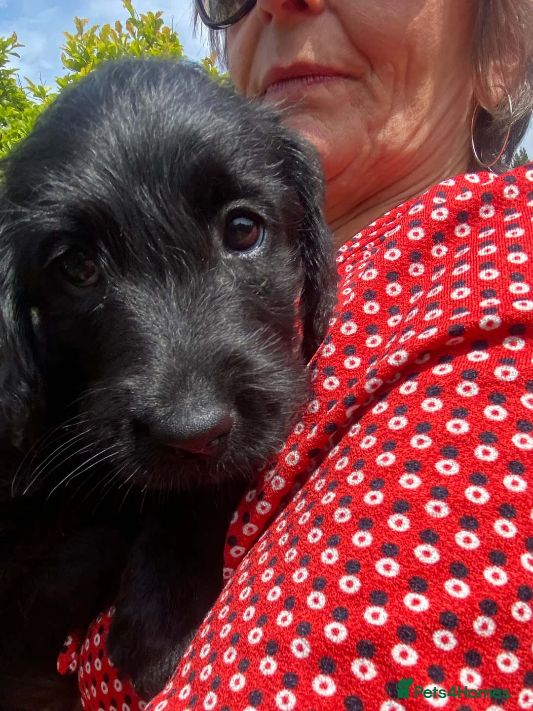 Labradoodle dogs for sale: Labrador x poodle Puppy looking for home!  - Advert 2
