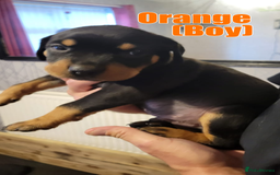 Rottweiler dogs for sale: ROTTWEILER PUPPIES - Image 8