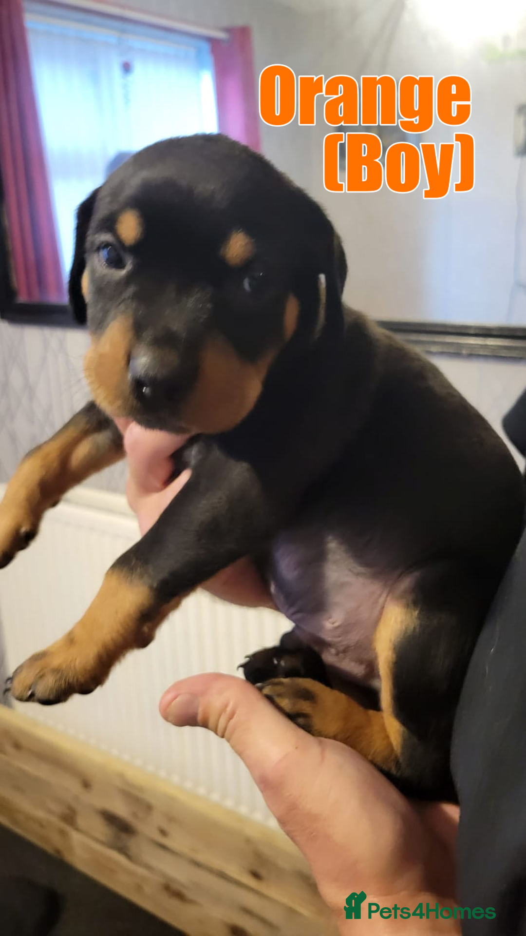 Rottweiler dogs for sale: ROTTWEILER PUPPIES - Image 8