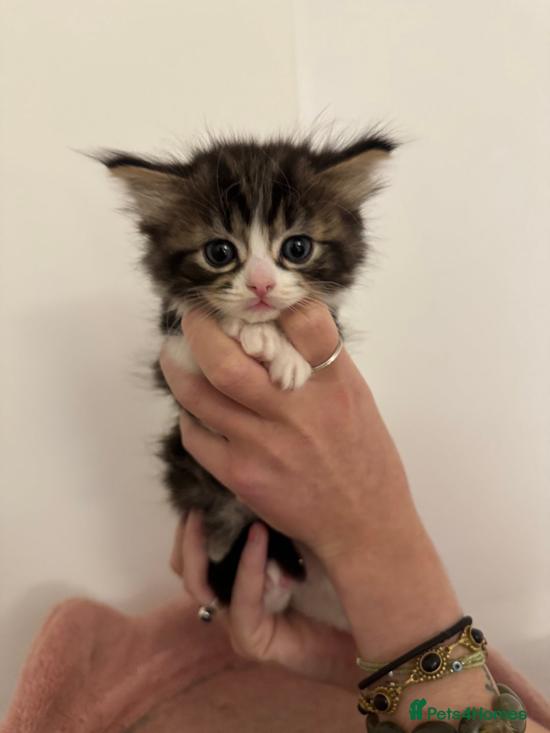 Ragdoll cats for sale: 5 beautiful kittens, 3/4 ragdoll 1/4 tabby - Advert 17