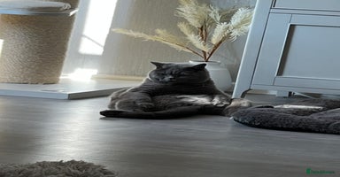 British Shorthair cats - Advert 2