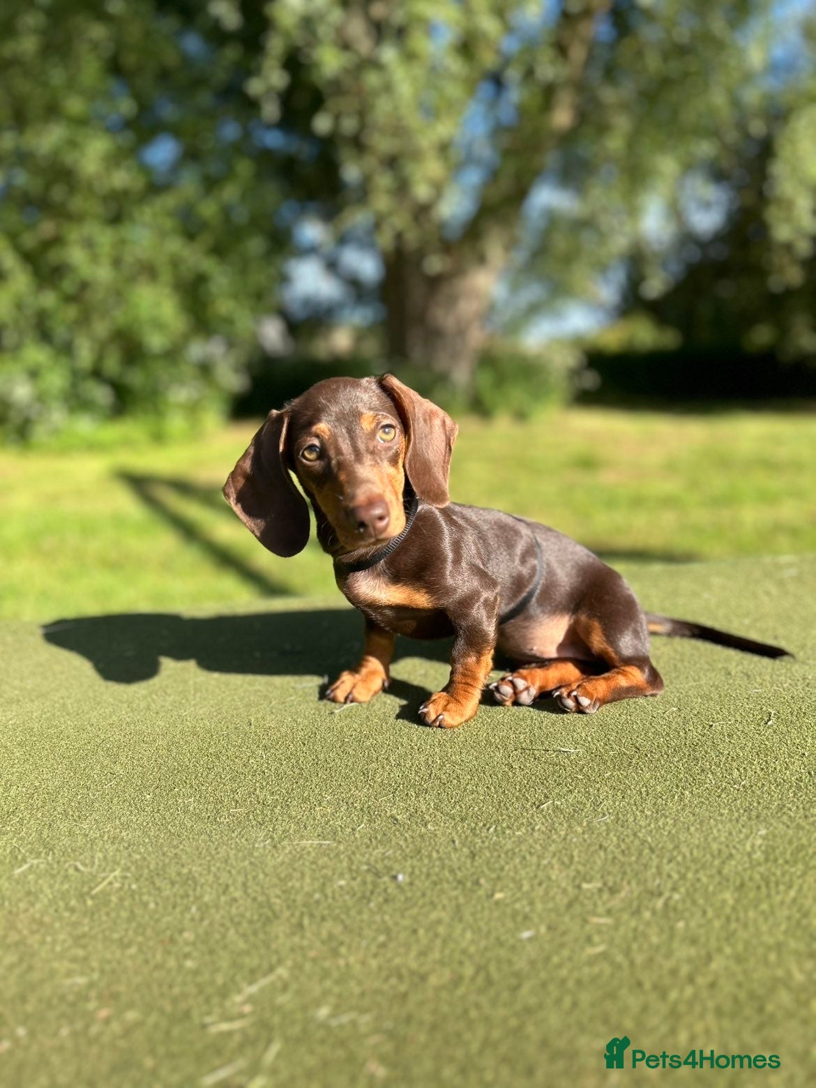 Miniature Dachshund dogs Mini dachshund  - Advert 6