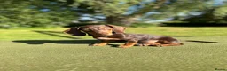 Miniature Dachshund dogs for sale: Mini dachshund  - Advert 1