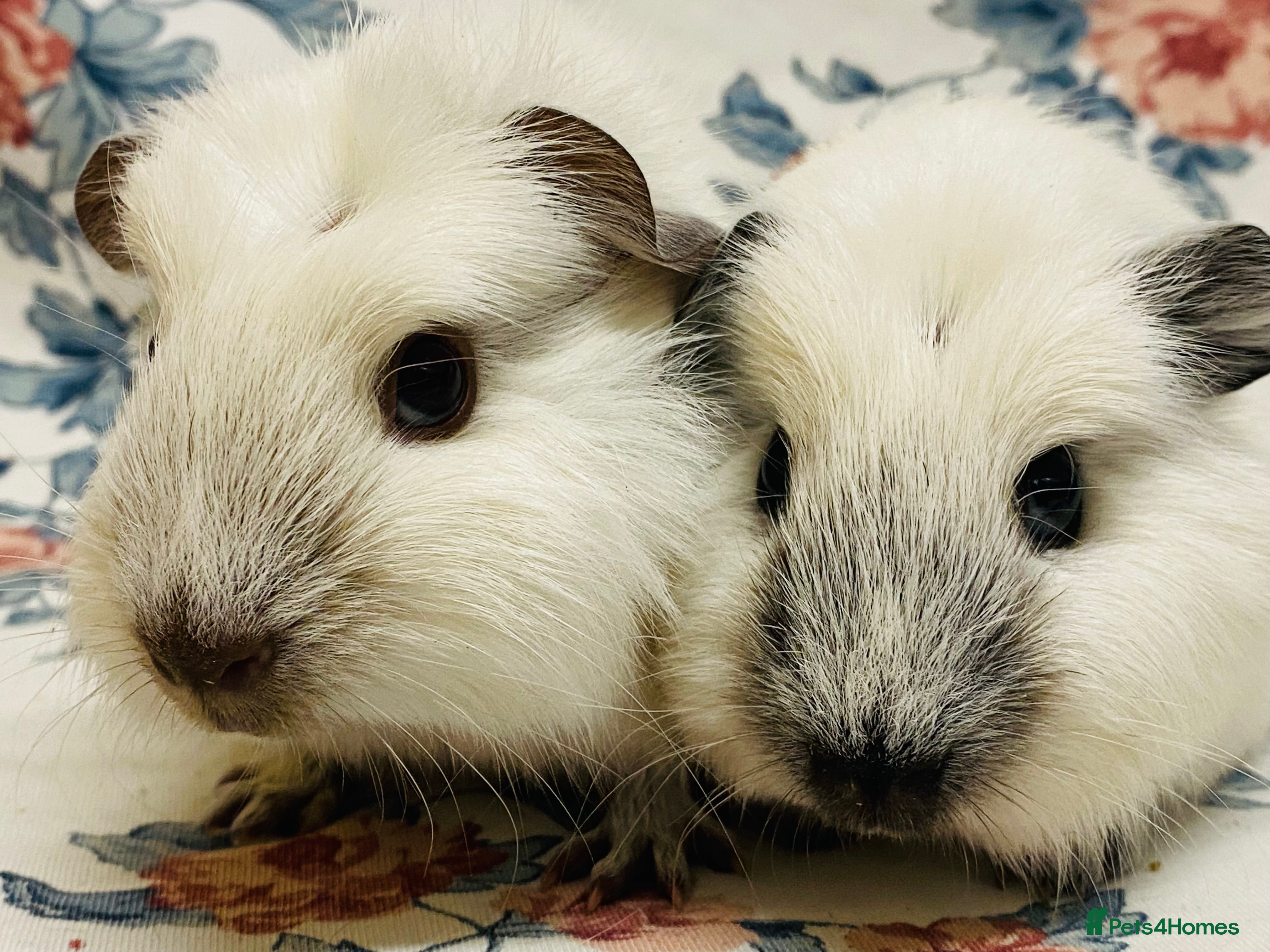 Guinea Pig rodents Californian pointed semi long haired baby boys - Advert 1