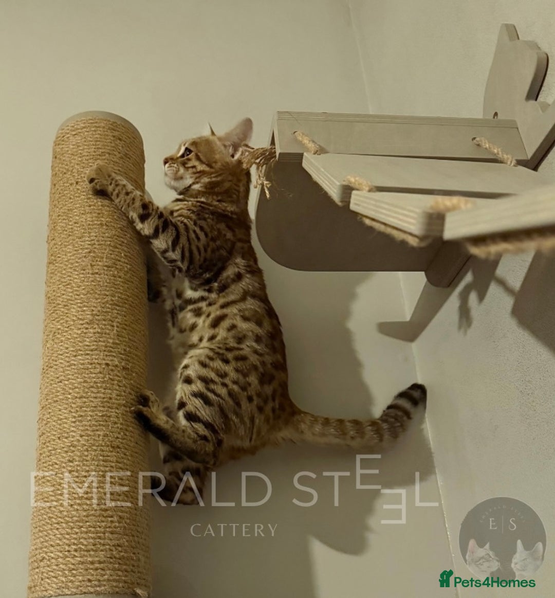 Bengal cats for sale: Pure Pedigree TICA Early Generation Bengal - Advert 17