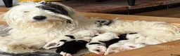 Mixed Breed dogs for sale: Old English Sheepdog mix - Advert 1