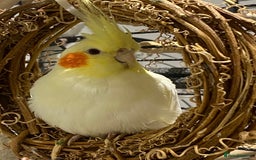 Cockatiels birds for sale: Beautiful Lutino Female Cockateil - Image 1