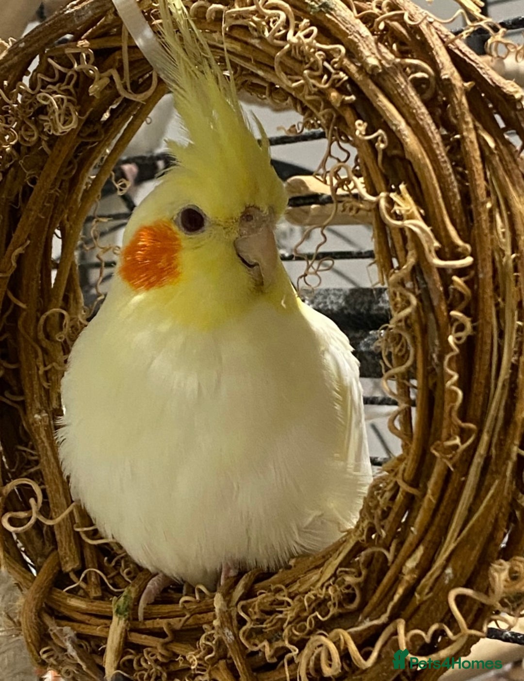 Cockatiels birds for sale: Beautiful Lutino Female Cockateil - Image 1