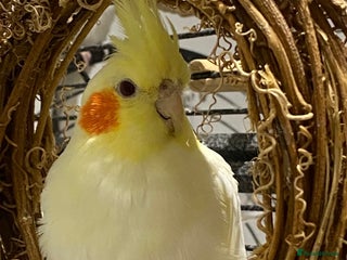 Cockatiels birds - Advert 4