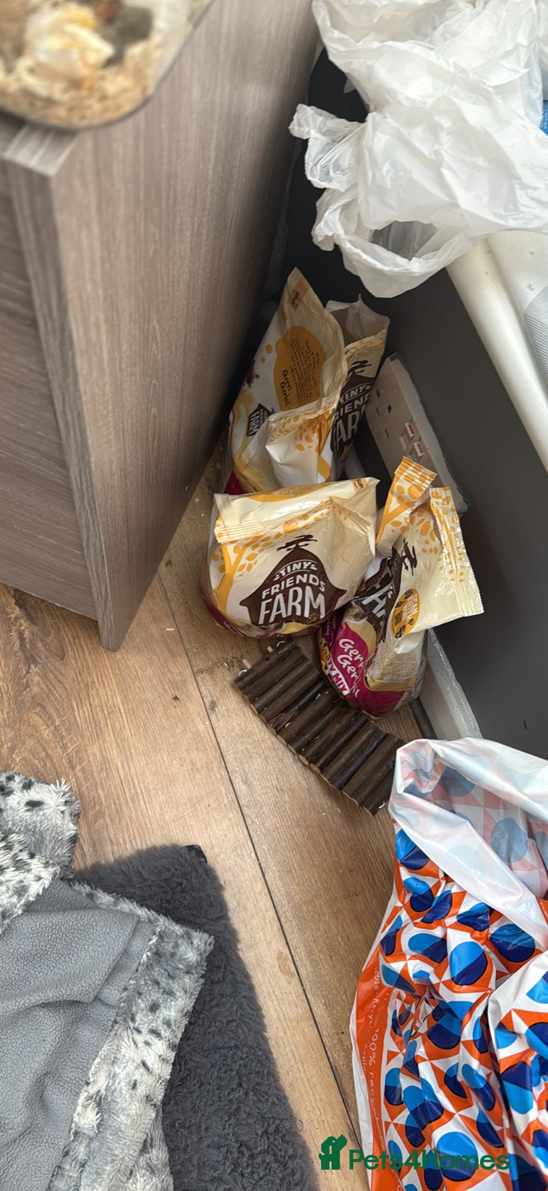 Gerbil rodents for sale: gerbils for sale - Image 2