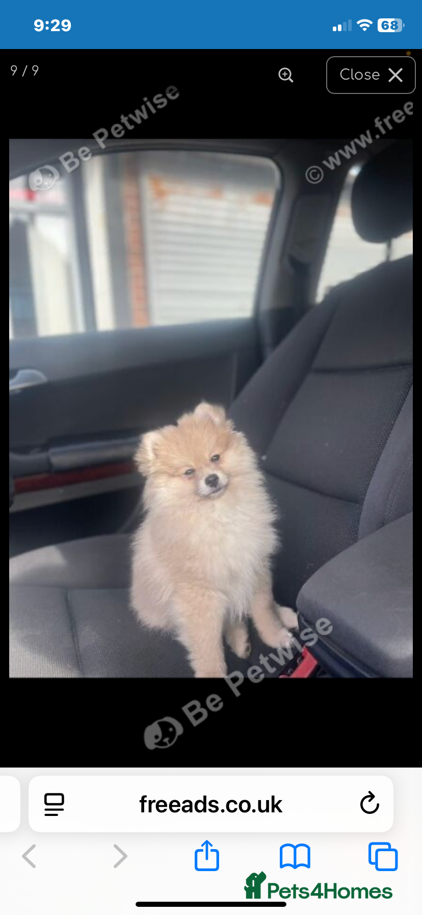 Pomeranian dogs pomeranion in Wingate - Advert 1