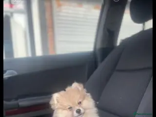 Pomeranian dogs pomeranion in Wingate - Advert 1