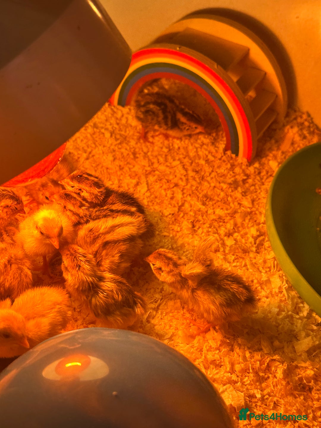 Quail poultry for sale: Quail chicks - Image 2