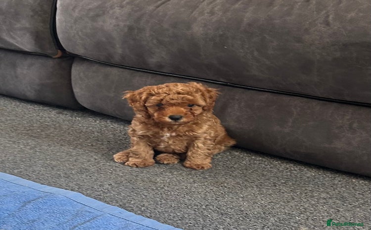Poochon dogs - Advert 3