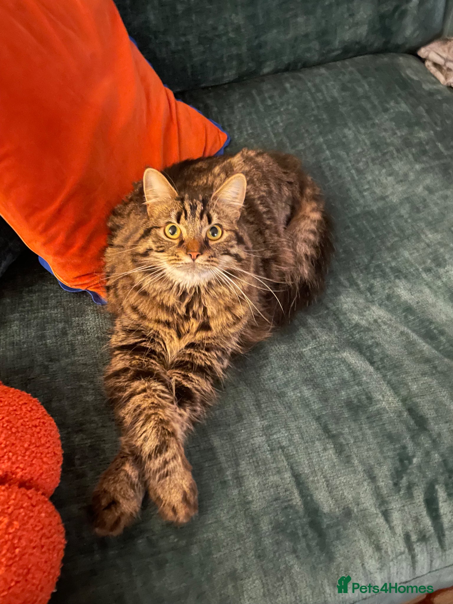 Mixed Breed cats Beautiful 1.5 Year Old Bengal Mix - Advert 4