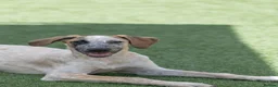 Mixed Breed dogs for adoption: Marvlous Meatball - Advert 13