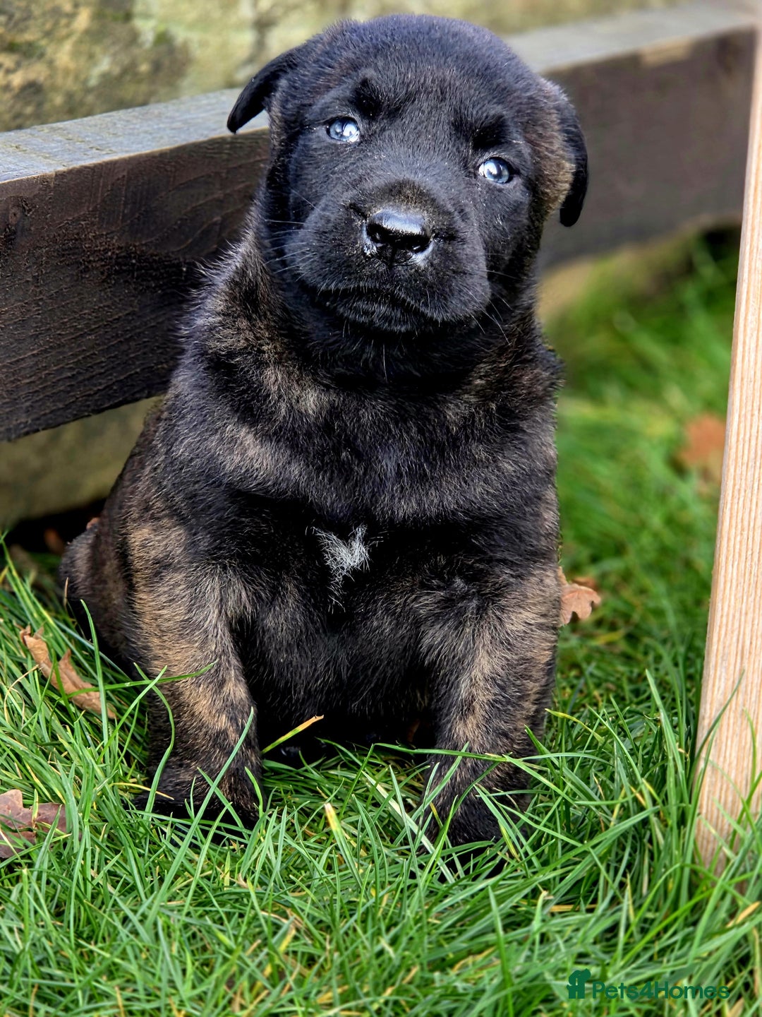 Belgian Shepherd Dog dogs for sale: Dutch Herder x Mali Pups 🔥 - Advert 28