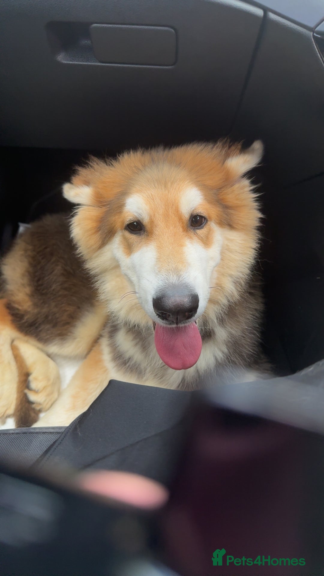 Shepsky dogs for sale: Sherpsky pup  - Image 3