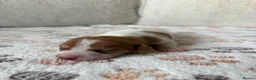 Miniature Dachshund dogs for sale: ⭐️💕miniature dachshund pups⭐️💕 - Advert 22