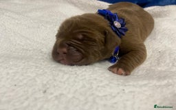 Mixed Breed dogs for sale: Dogue de bordeaux x staff puppies  - Image 16