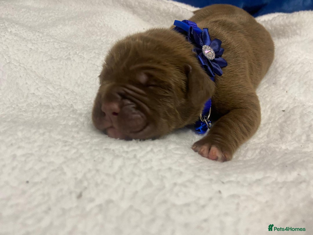 Mixed Breed dogs for sale: Dogue de bordeaux x staff puppies  - Image 16