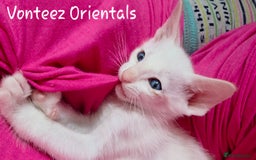 Oriental cats for sale: Beautiful GCCF registered Oriental kittens - Image 10