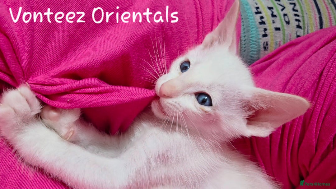 Oriental cats for sale: Beautiful GCCF registered Oriental kittens - Image 10
