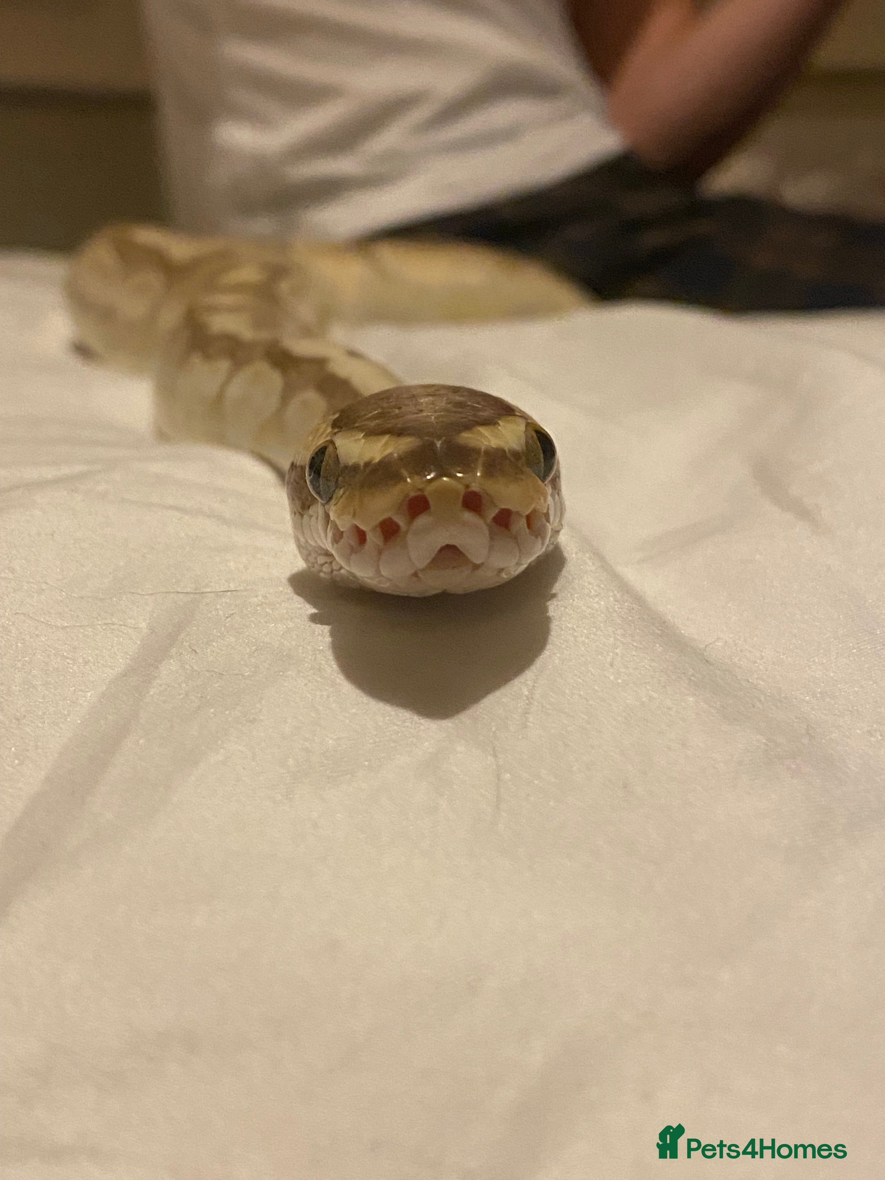 Python Snake reptiles Ball Python + full setup - Advert 1