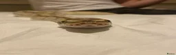 Python Snake reptiles for sale: Ball Python + full setup in London - Advert 1