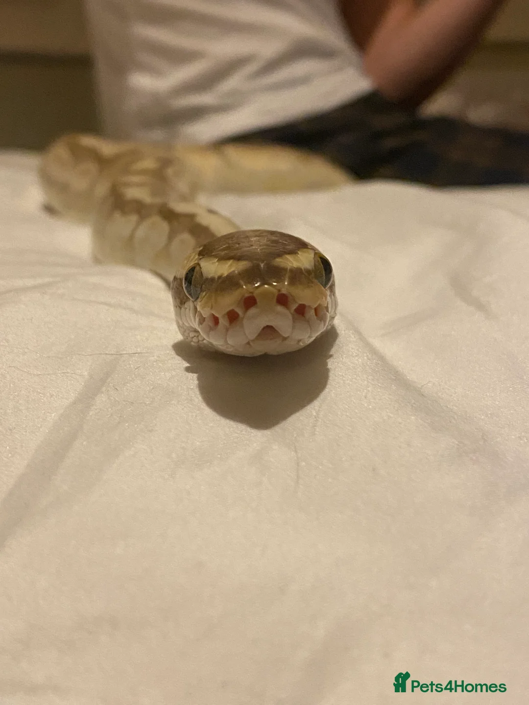 Python Snake reptiles for sale: Ball Python + full setup in London - Advert 1