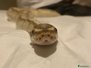 Python Snake reptiles Ball Python + full setup - Advert 1