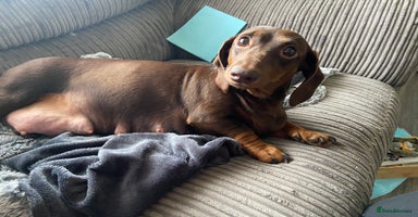 Dachshund dogs Long haired  - Advert 3